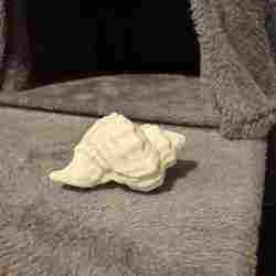 Seashell