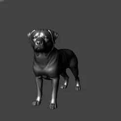 3D Model Rottweiler stading premiun version