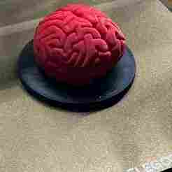 Anatomical Brain Model (Cerebrum) - 3D Print
