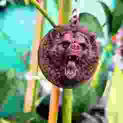 HM Bear Keychain Voronoi 03