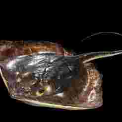 MANTA RAY Eagle Ray Myliobatis Tobijei RAPE FISH GOLDEN Stingray RAY ANATOMY CARP TUN WATER RIVER OCEAN SEA SALMON SHARK