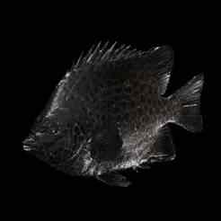 Spotted Knifejaw RAPE CARP WATER RIVER OCEAN SEA FISHING ANIMAL SHARK FISH 3D SALMON TUNA