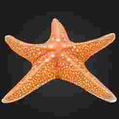 Star Fish