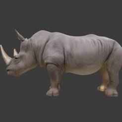 rhinoceros