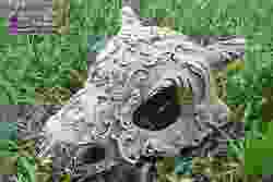 Süslü Kübon Kafatası