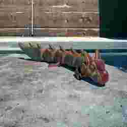 Sevimli Flexi Ejderha