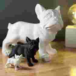 Fransız bulldog / Fransız bulldog