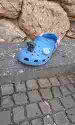 TurboCroc, Batı'nın en hızlı timsahı