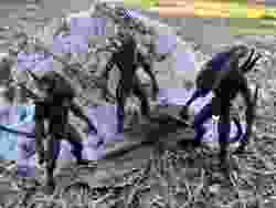 Xenomorph, Yaratık, Davetsiz Misafir