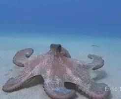 Suporte Alexa Echo Dot 4a e 5a Geração Alexatopus