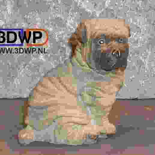 Shar Pei Puppy Sculpture (Dog Statue 3D Scan)