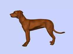 Rhodesian Ridgeback Dog Figurine