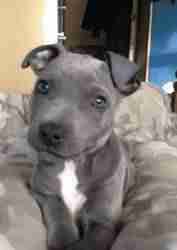 Suporte Alexa Echo Dot 4a e 5a Geração Pit bull Terrier