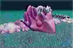 Mafsallı Mercan Su Ejderhası