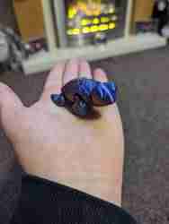 Sevimli Flexi Kaplumbağa