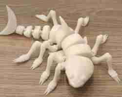 örümcek köpekbalığı