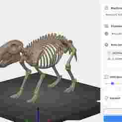 capybara skeleton