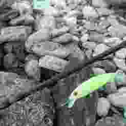 Fishing lures Minnow 80 mm – 11 g | Spinning, Trout, Bass & Asp Fishing M080X11-2