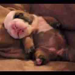 Suporte Alexa Echo Dot 4a e 5a Geração Bulldog Francês Dormindo no Travesseiro