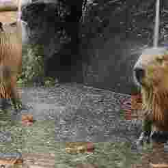 Suporte Alexa Echo Dot 4a e 5a Geração Casal De Capivaras