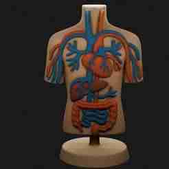 Basic Circulatory System - Educational 3D torso model