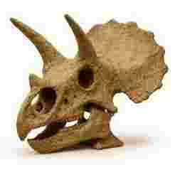 Triceratops skull