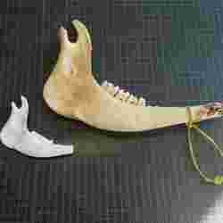 Buffalo Jawbone Scan - Native American Weapon