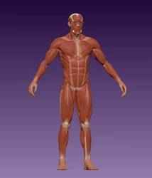 Erkek vücut anatomisi