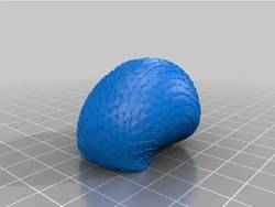 Çok Kabuklu Mafsallı Salyangoz Bölüm 1