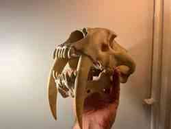 Bison Skull